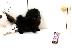 PoulaTo: Pomeranian κουτάβια - Ready 60Euro